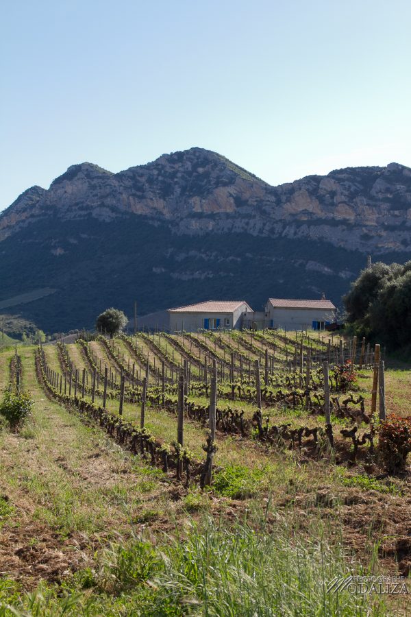 photo corse corsica vignes vin voyage méditerannée paysage by modaliza photographe 1017-142